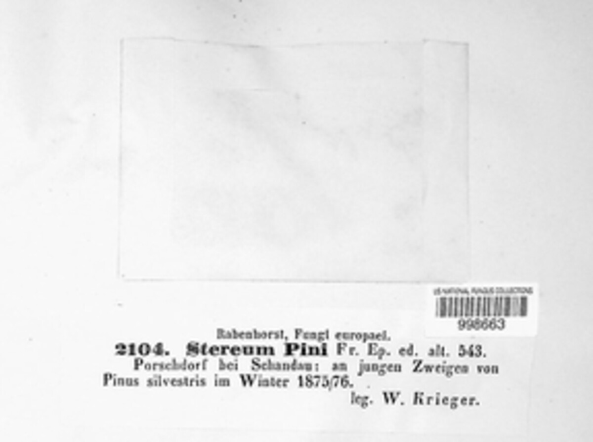 Peniophora pini image